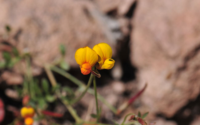 Lotus corniculatus, Bird's Foot Trefoil, Southwest Desert Flora